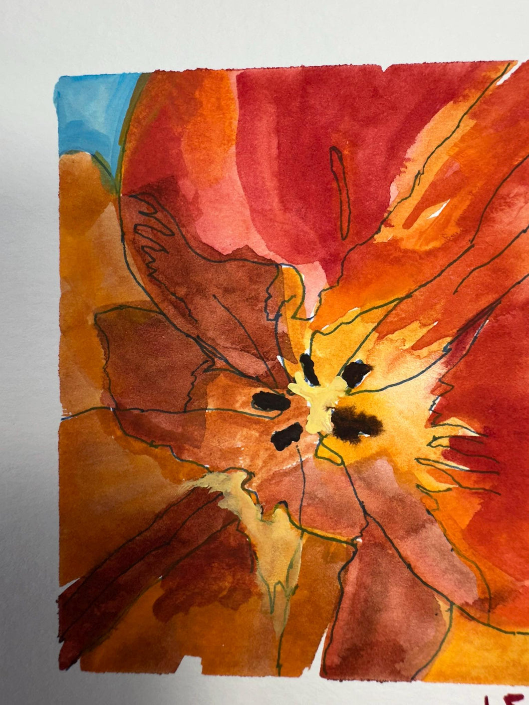 Orange tulip